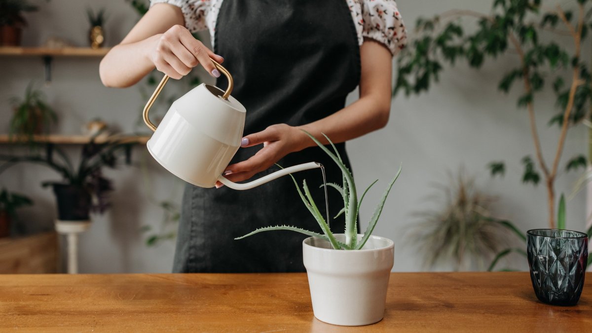 Person watering a plant with a white watering can